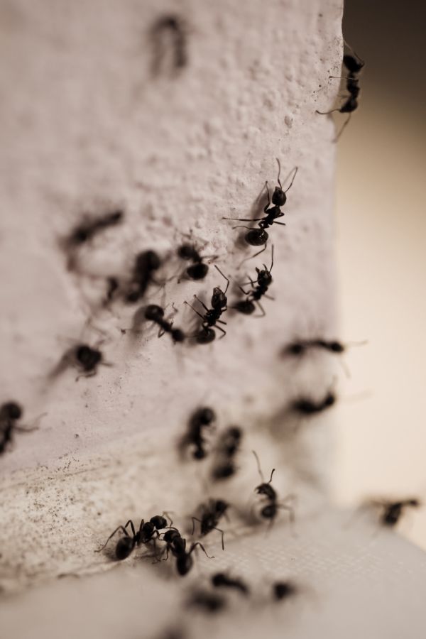 Ameisenbekämpfung Eschweiler - Kammerjäger Eschweiler - Schädlingsbekämpfung - Wespen - Ratten - Mäuse - Ameisen - Motten - Tauben - Marder - Fliegen - Silberfische - Schädlinge bekämpfen