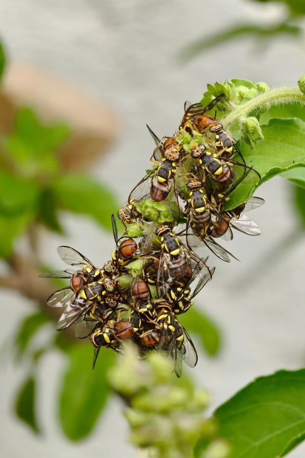 Fliegenbekämpfung Eschweiler - Kammerjäger Eschweiler - Schädlingsbekämpfung - Wespen - Ratten - Mäuse - Ameisen - Motten - Tauben - Marder - Fliegen - Silberfische - Schädlinge bekämpfen