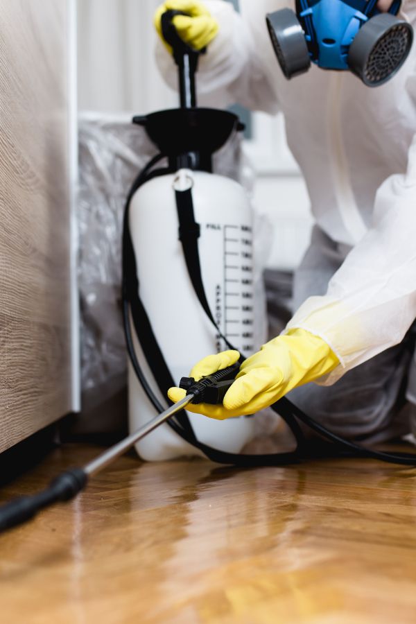 Schädlingsbekämpfung Eschweiler - Kammerjäger Eschweiler - Schädlingsbekämpfung - Wespen - Ratten - Mäuse - Ameisen - Motten - Tauben - Marder - Fliegen - Silberfische - Schädlinge bekämpfen