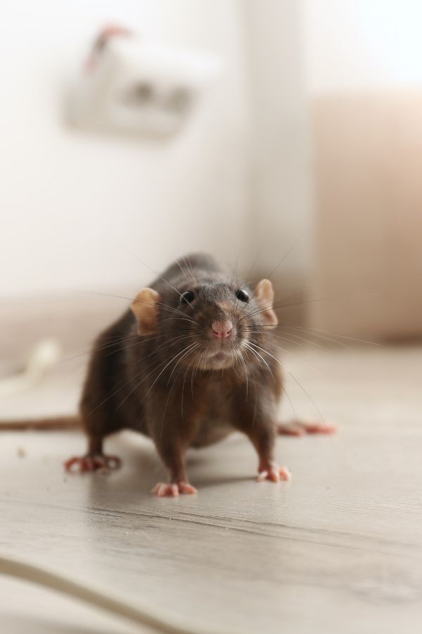 Schädlingsbekämpfung Eschweiler - Kammerjäger Eschweiler - Schädlingsbekämpfung - Wespen - Ratten - Mäuse - Ameisen - Motten - Tauben - Marder - Fliegen - Silberfische - Schädlinge bekämpfen