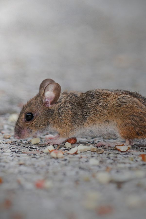 Mäusebekämpfung Eschweiler - Kammerjäger Eschweiler - Schädlingsbekämpfung - Wespen - Ratten - Mäuse - Ameisen - Motten - Tauben - Marder - Fliegen - Silberfische - Schädlinge bekämpfen