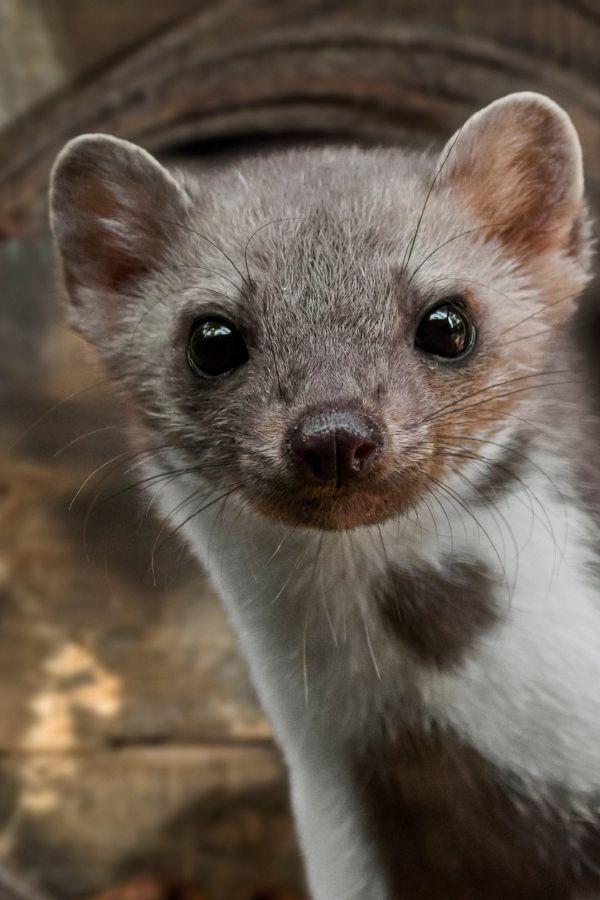 Mardervergrämung Eschweiler - Kammerjäger Eschweiler - Schädlingsbekämpfung - Wespen - Ratten - Mäuse - Ameisen - Motten - Tauben - Marder - Fliegen - Silberfische - Schädlinge bekämpfen