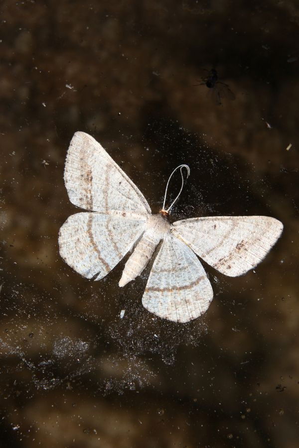 Mottenbekämpfung Eschweiler - Kammerjäger Eschweiler - Schädlingsbekämpfung - Wespen - Ratten - Mäuse - Ameisen - Motten - Tauben - Marder - Fliegen - Silberfische - Schädlinge bekämpfen