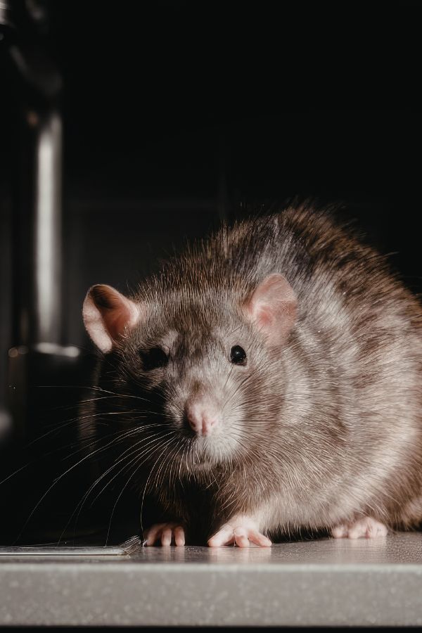 Rattenbekämpfung Eschweiler - Kammerjäger Eschweiler - Schädlingsbekämpfung - Wespen - Ratten - Mäuse - Ameisen - Motten - Tauben - Marder - Fliegen - Silberfische - Schädlinge bekämpfen