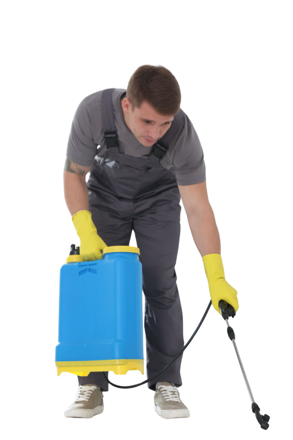 Schädlingsbekämpfung Eschweiler - Kammerjäger Eschweiler - Schädlingsbekämpfung - Wespen - Ratten - Mäuse - Ameisen - Motten - Tauben - Marder - Fliegen - Silberfische - Schädlinge bekämpfen