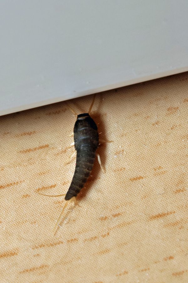 Silberfischbekämpfung Eschweiler - Kammerjäger Eschweiler - Schädlingsbekämpfung - Wespen - Ratten - Mäuse - Ameisen - Motten - Tauben - Marder - Fliegen - Silberfische - Schädlinge bekämpfen