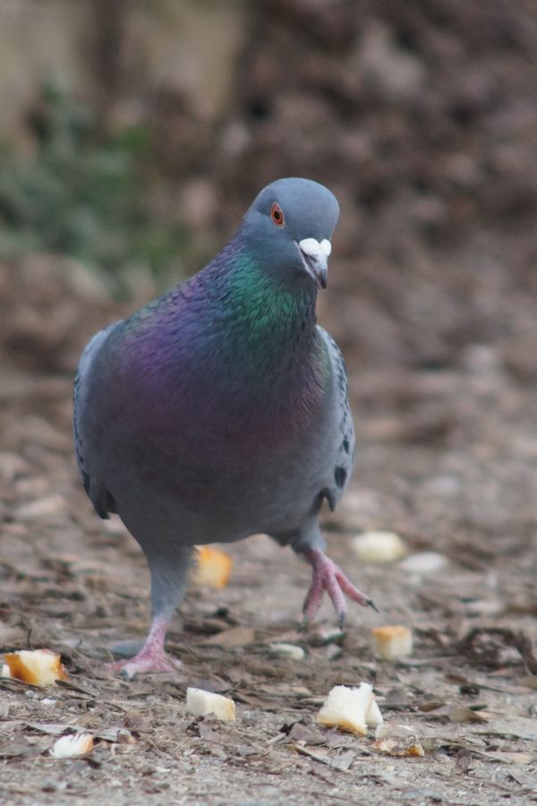 Taubenabwehr Eschweiler - Kammerjäger Eschweiler - Schädlingsbekämpfung - Wespen - Ratten - Mäuse - Ameisen - Motten - Tauben - Marder - Fliegen - Silberfische - Schädlinge bekämpfen