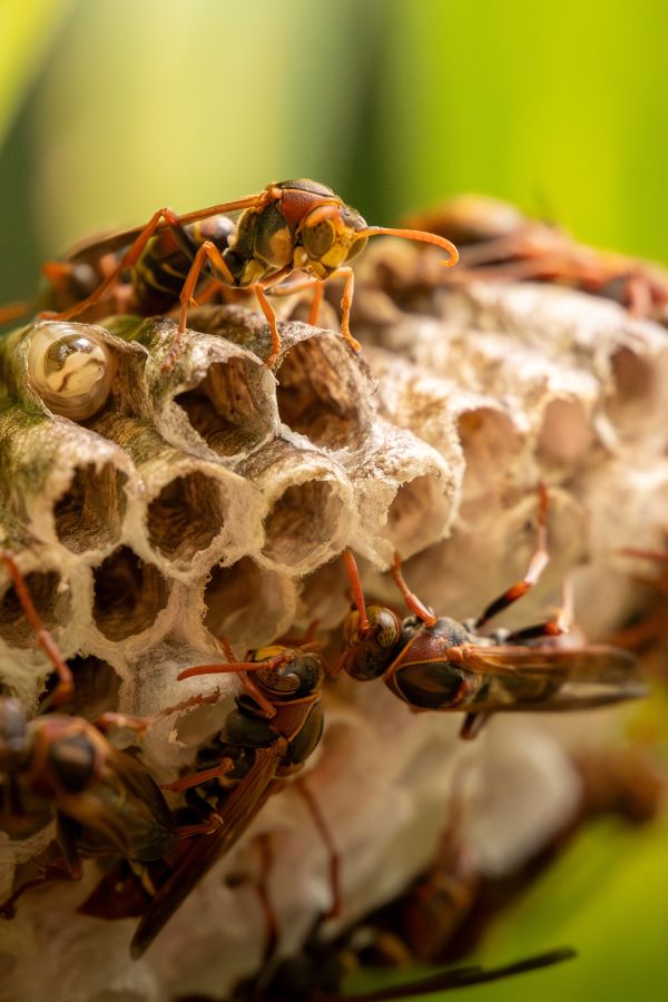 Wespenbekämpfung Eschweiler - Kammerjäger Eschweiler - Schädlingsbekämpfung - Wespen - Ratten - Mäuse - Ameisen - Motten - Tauben - Marder - Fliegen - Silberfische - Schädlinge bekämpfen
